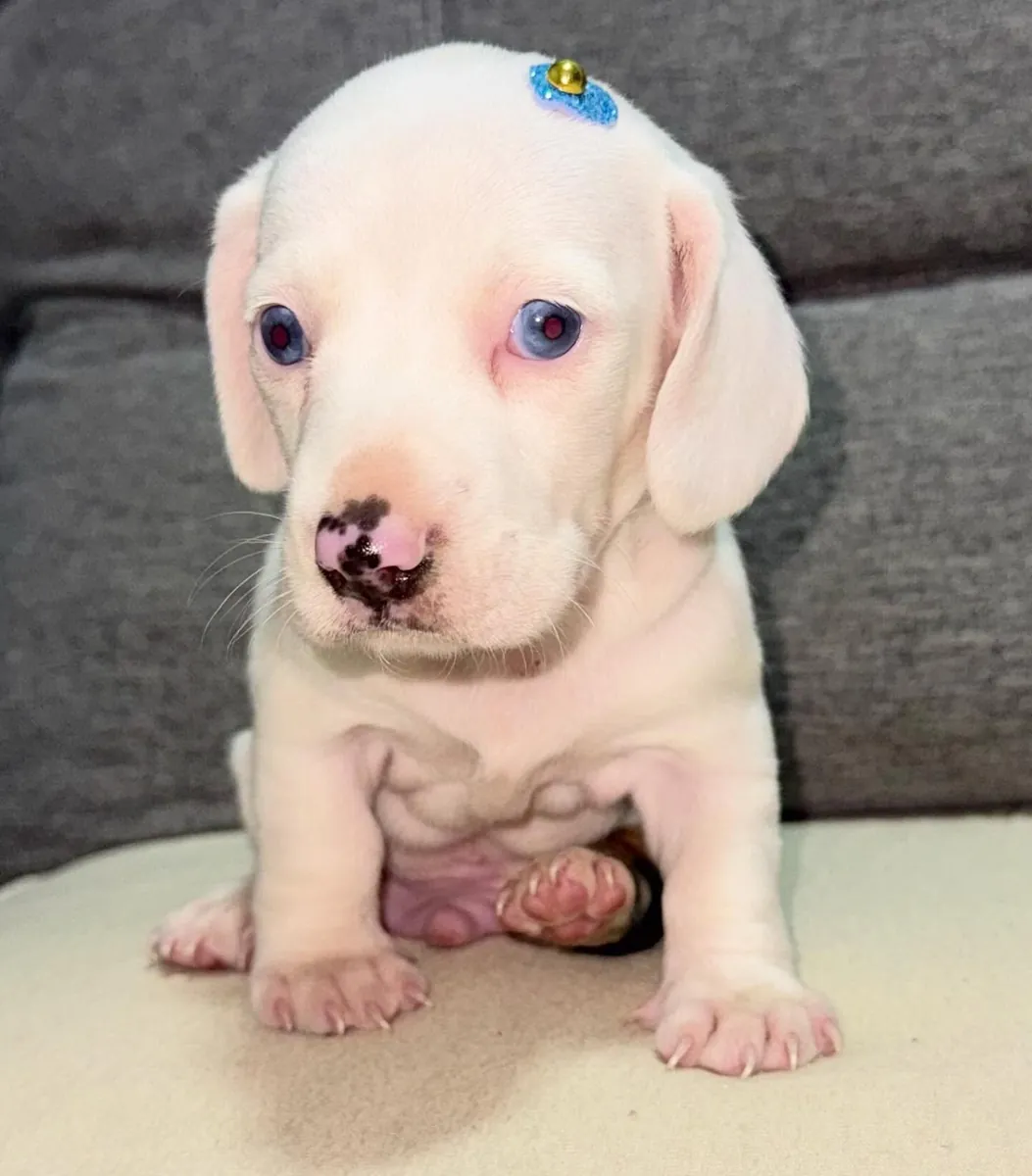 Precioso cachorro de Teckel listo para una nueva aventura – WhatsApp: +34 632 000 221