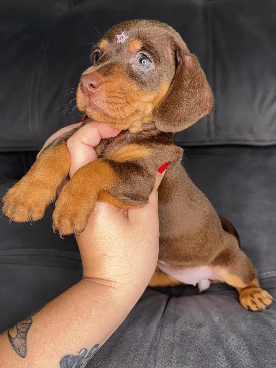  Cachorrito Teckel adorable, listo para llenar de alegría tu hogar. WhatsApp: +34 632 000 221