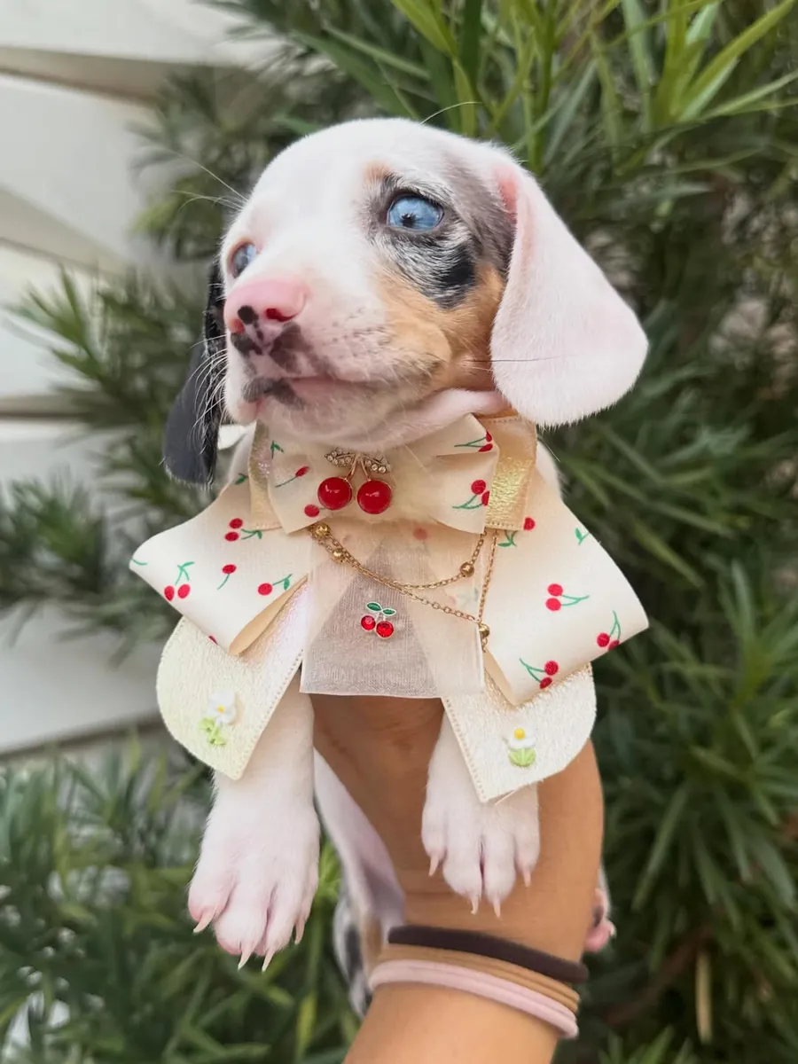 Cachorrito adorable de Teckel busca una familia para siempre – WhatsApp: +34 632 000 221