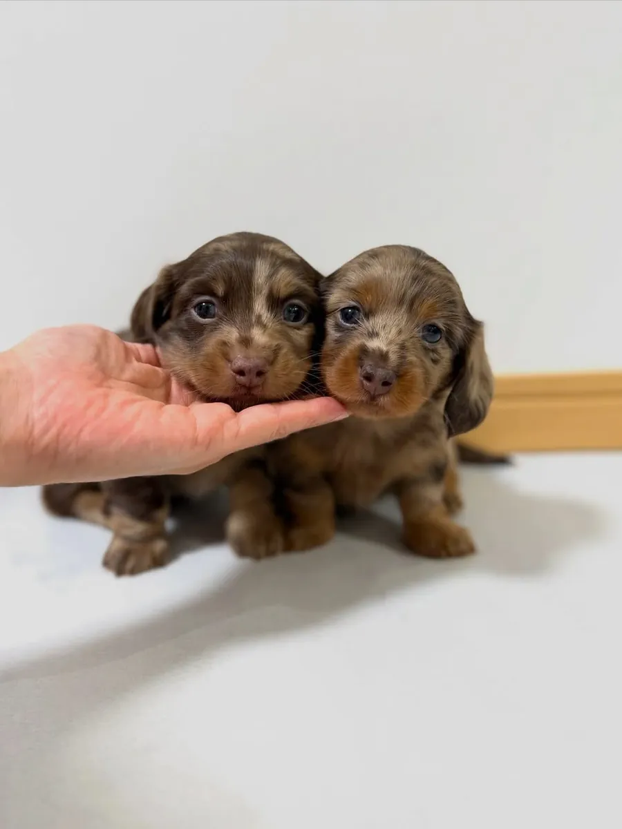 Precioso cachorro de Teckel busca un hogar especial – WhatsApp: +34 632 000 221