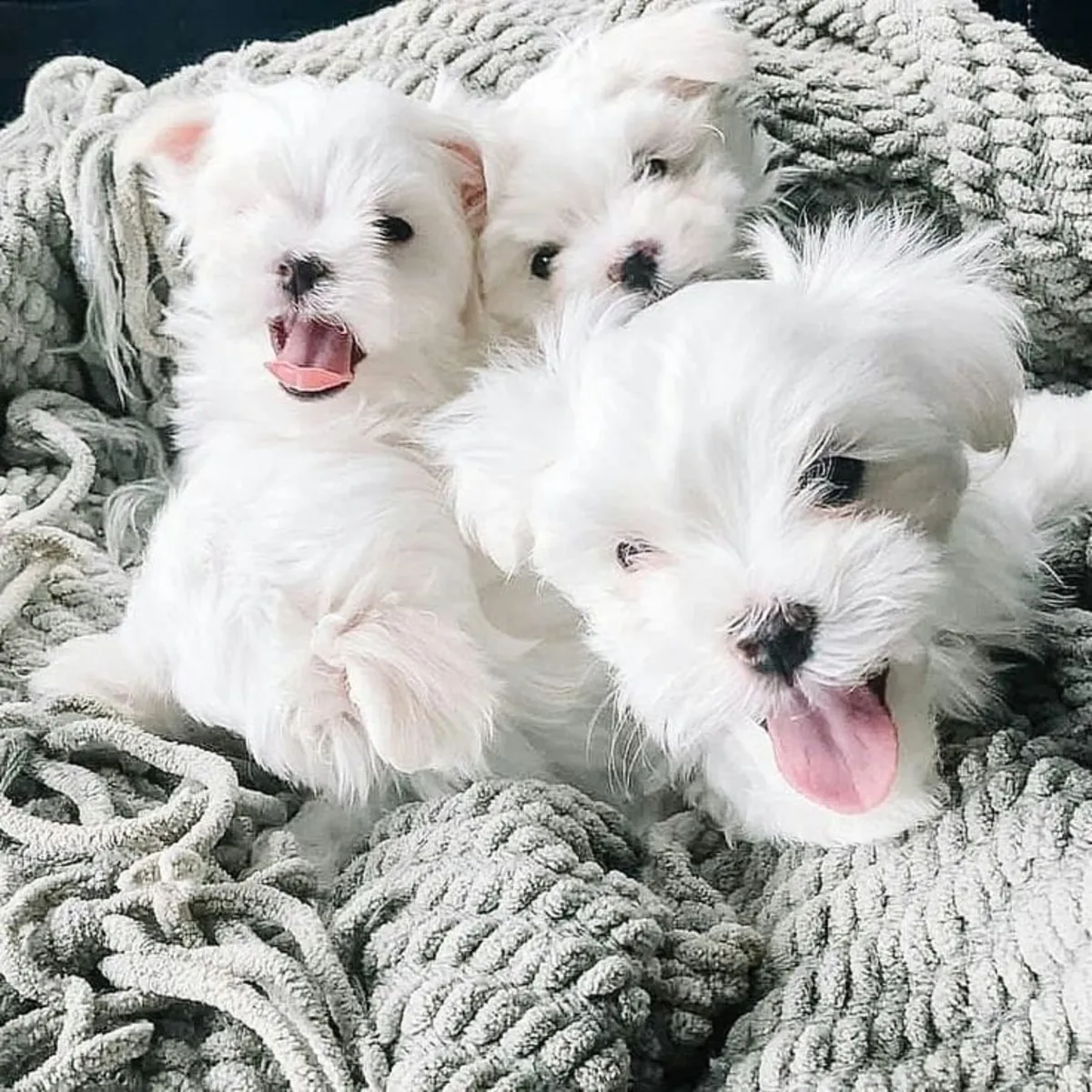 Cachorro maltés elegante listo para un hogar lleno de amor – WhatsApp: +34 632 000 221