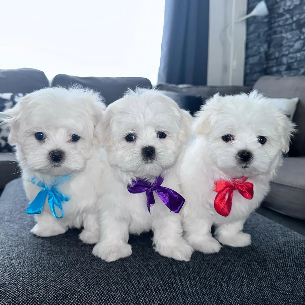 Cachorro maltés busca la familia perfecta – WhatsApp: +34 632 000 221