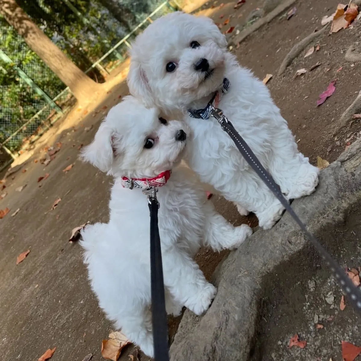 Cachorro maltés irresistible listo para derretir tu corazón – WhatsApp: +34 632 000 221