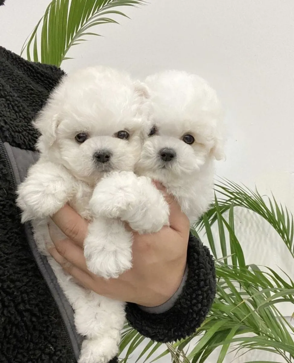 Un pequeño cachorro maltés con amor infinito para dar – WhatsApp: +34 632 000 221
