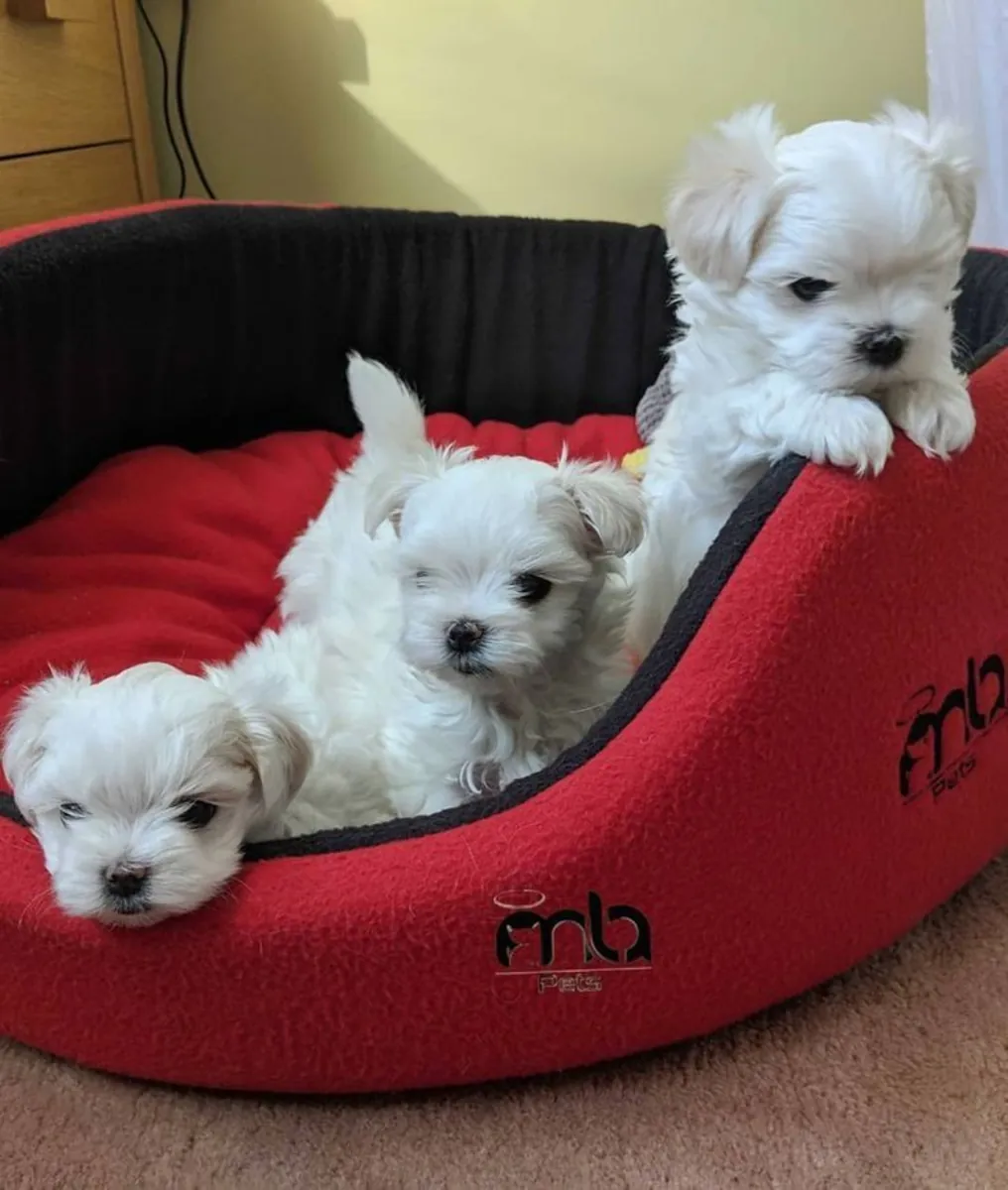 Enamórate de este precioso cachorro maltés – WhatsApp: +34 632 000 221