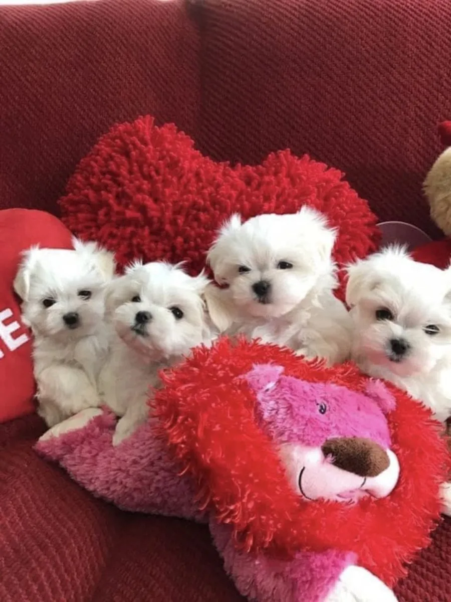 Tu cachorro maltés perfecto está a solo un mensaje de distancia – WhatsApp: +34 632 000 221