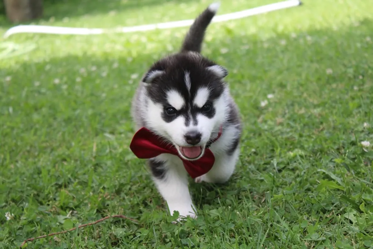 Precioso cachorro de husky listo para comenzar una nueva aventura – WhatsApp: +34 632 000 221