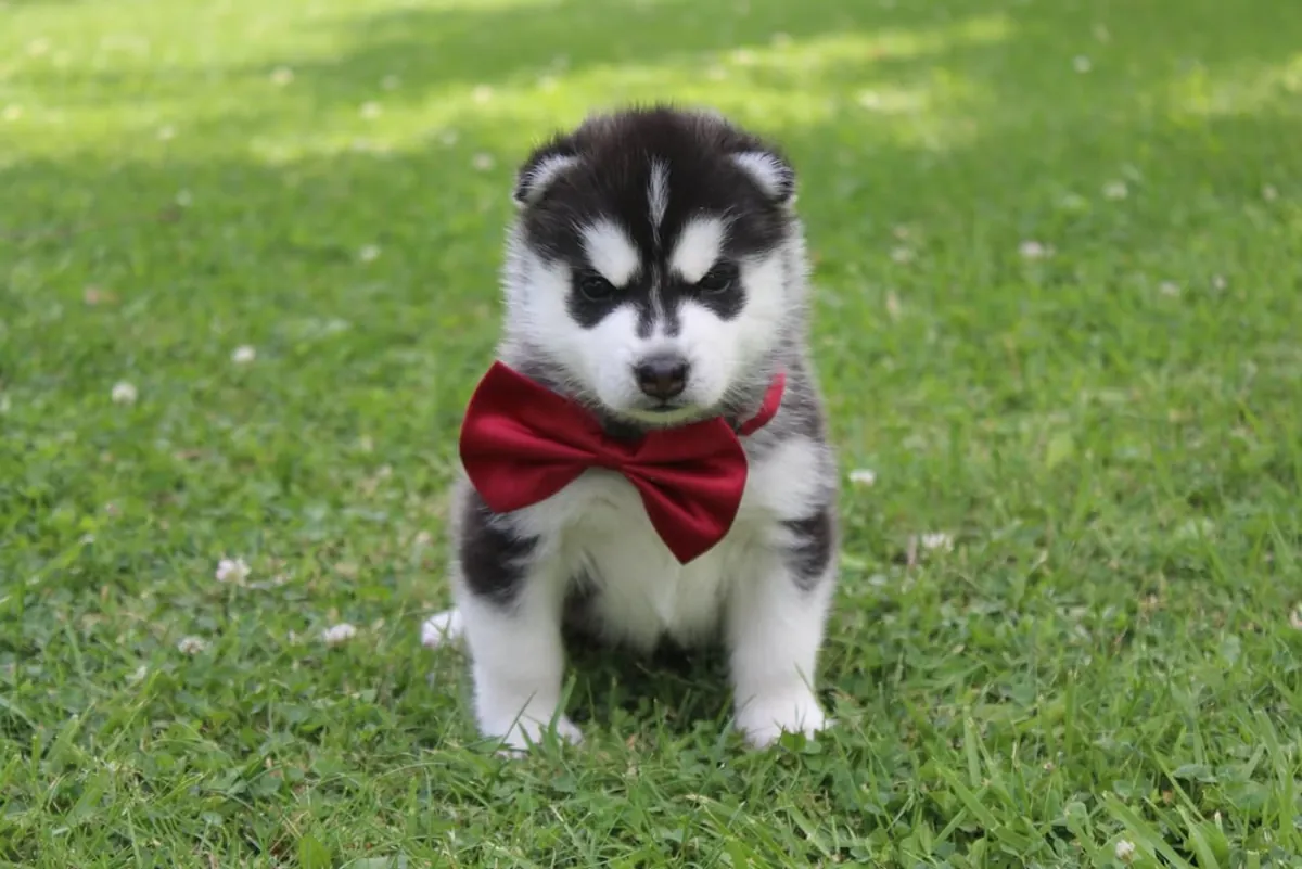 Precioso cachorro de husky esperando ser amado – WhatsApp: +34 632 000 221