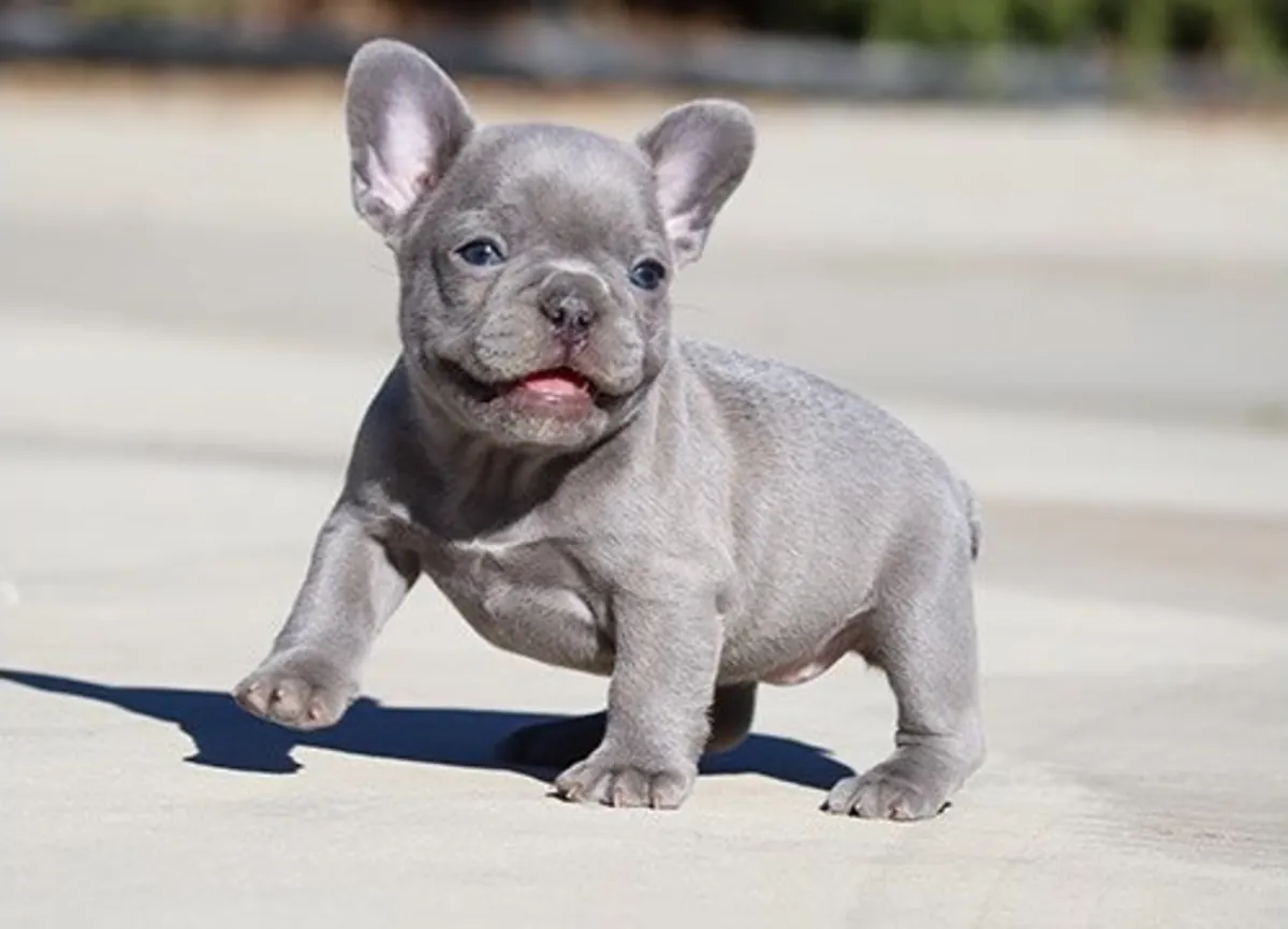 法国斗牛犬幼犬