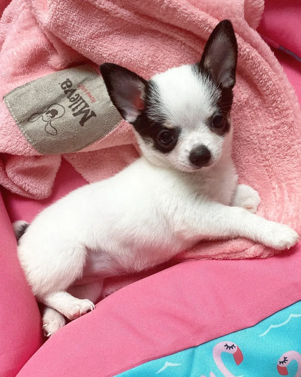 玩具吉娃娃幼犬