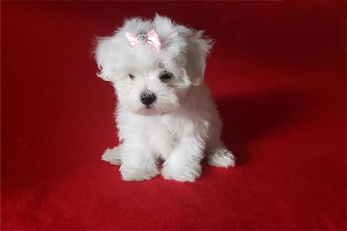 纯种马尔济斯比熊幼犬