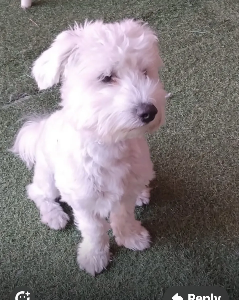 Cute little puppy maltese 