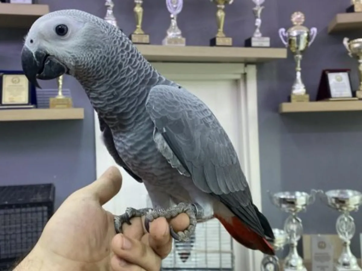 性格友善的非洲灰鹦鹉可供领养