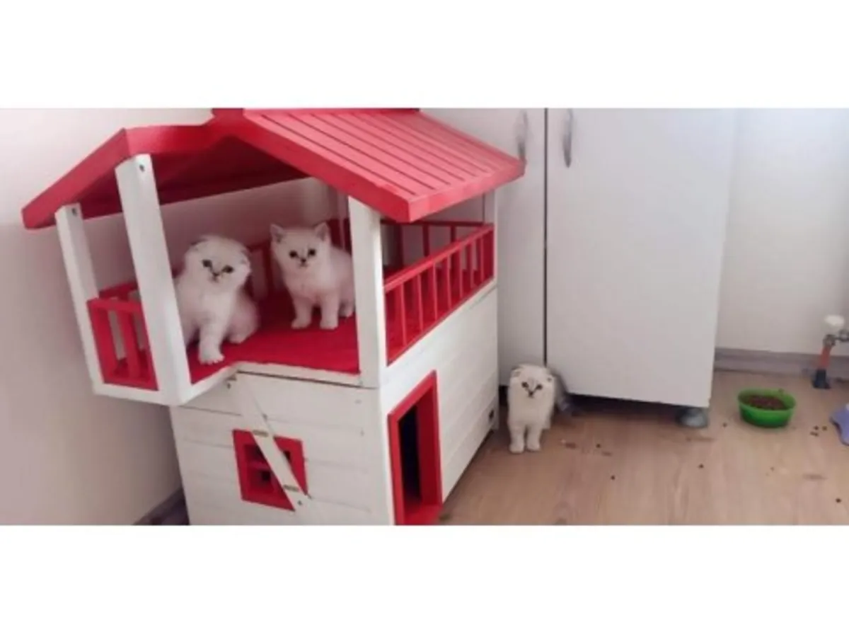 性格温顺的英国短毛猫（雄性）