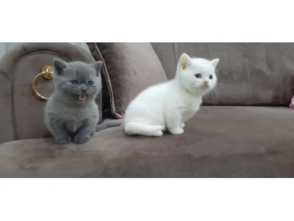 性格温顺的英国短毛猫（雄性）