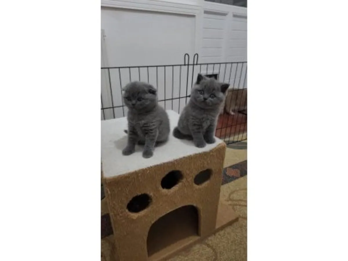 性格温顺的英国短毛猫（雄性）