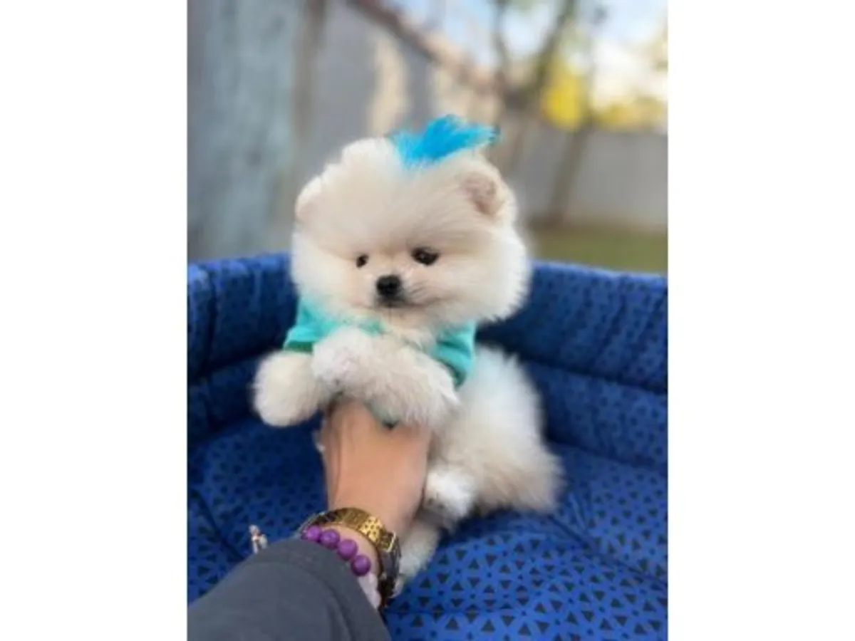 在家庭环境中长大的年轻白色博美犬