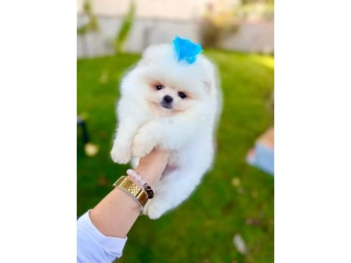 在家庭环境中长大的年轻白色博美犬