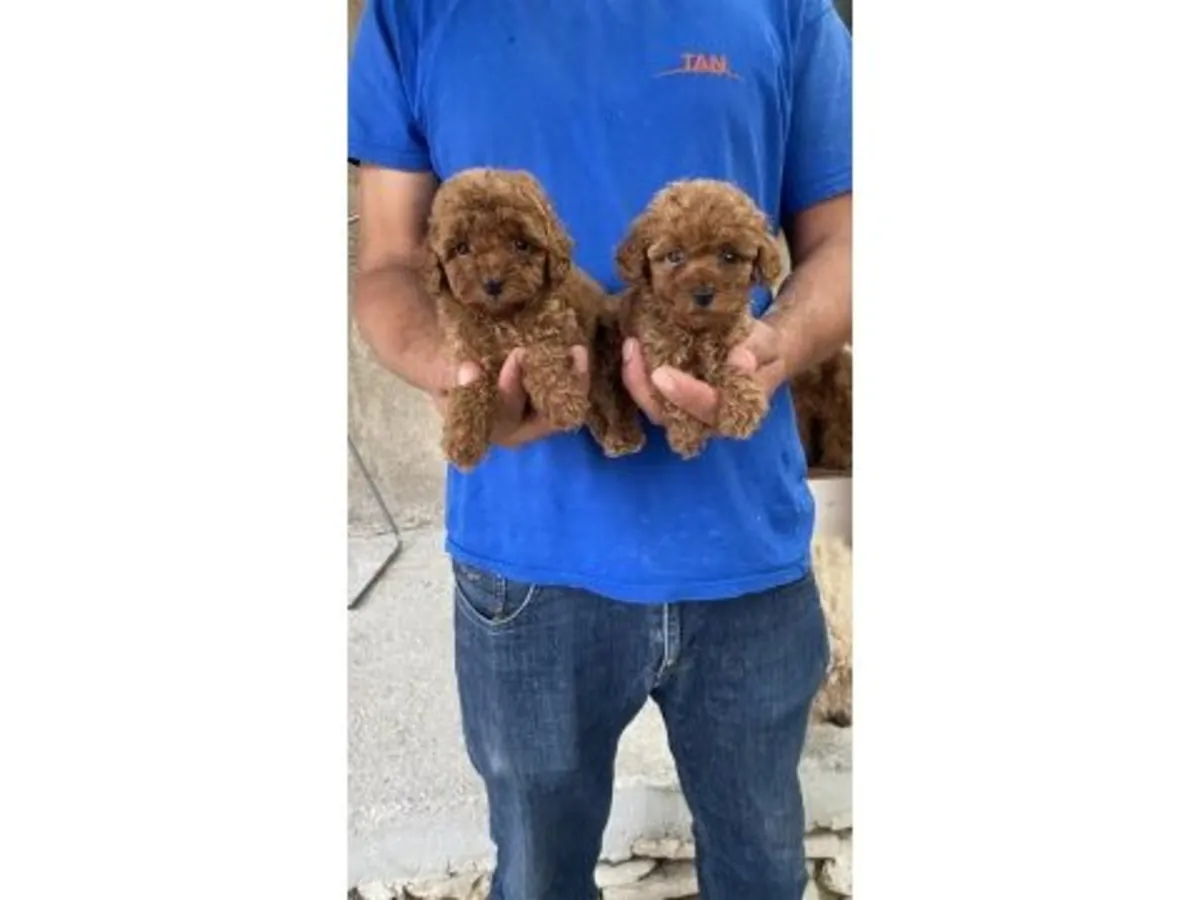 聪明又深情的棕色贵宾犬