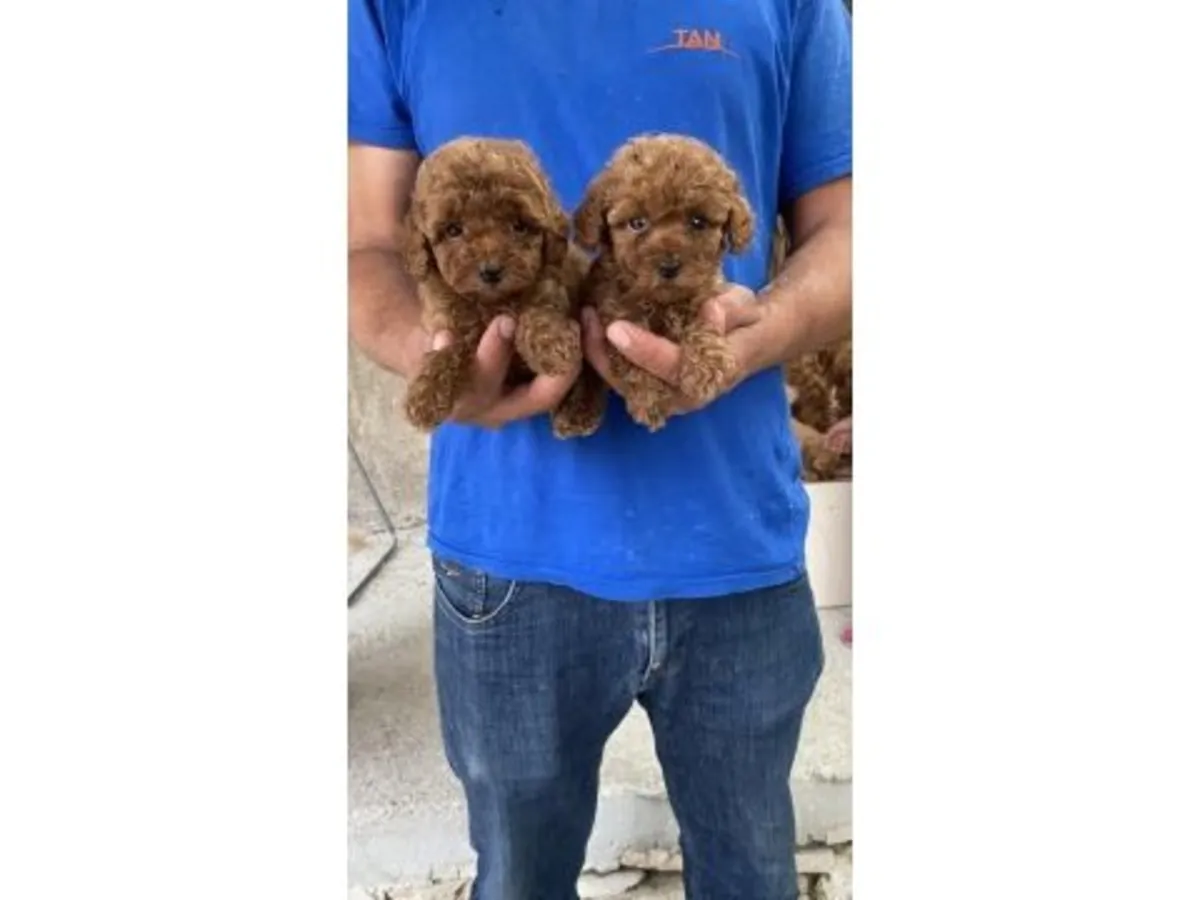 聪明又深情的棕色贵宾犬