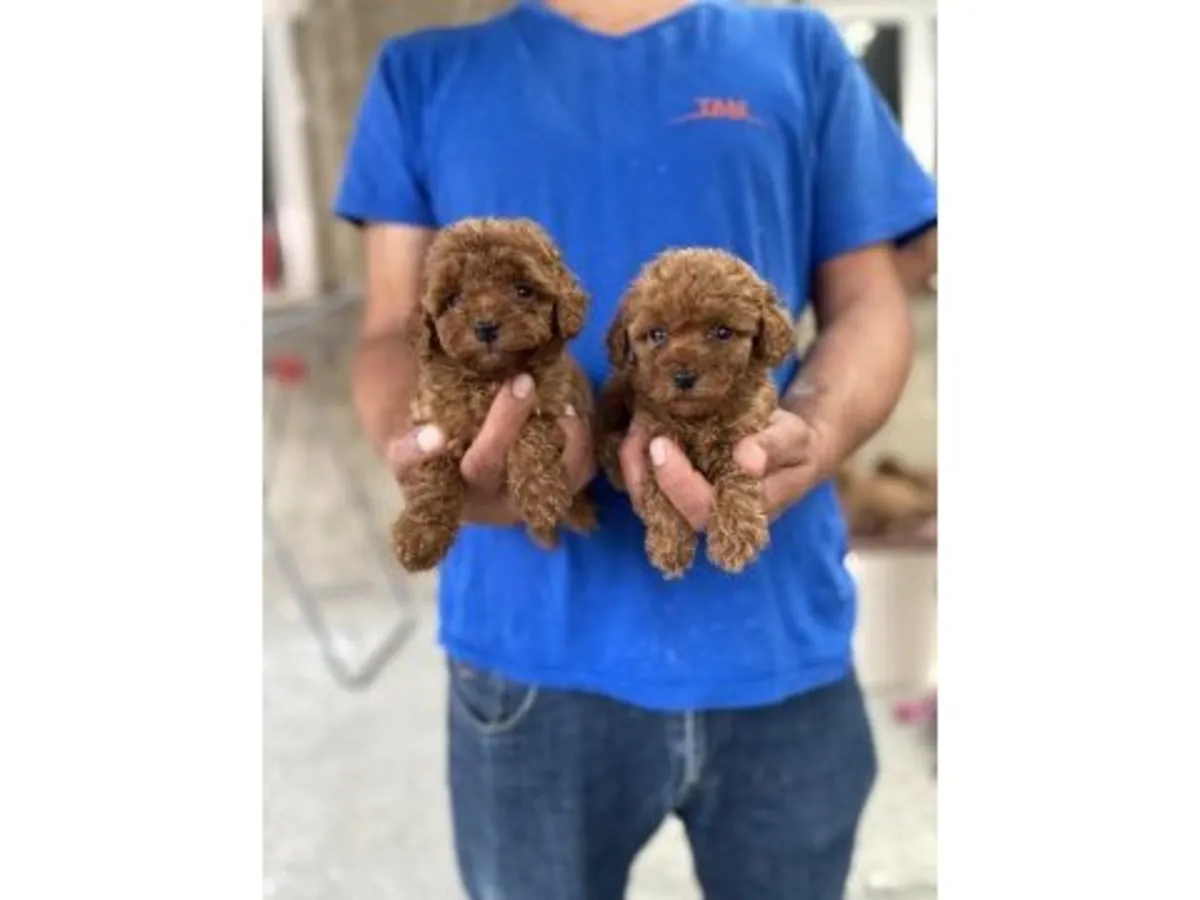 聪明又深情的棕色贵宾犬