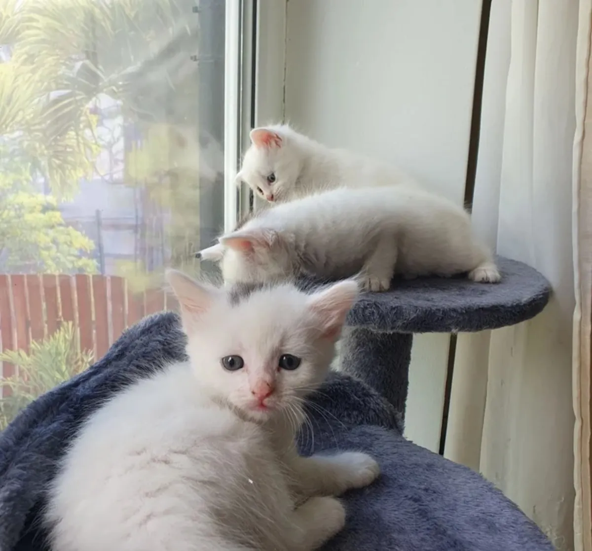 可爱的灰白相间小猫咪，戴着紫色项圈——正在寻找新家！