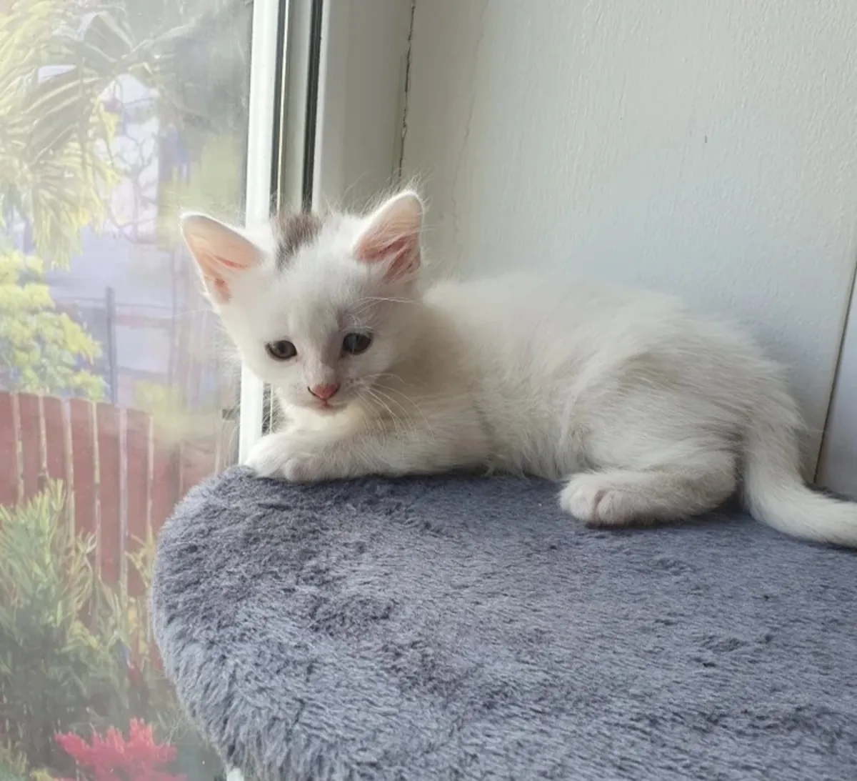 可爱的灰白相间小猫咪，戴着紫色项圈——正在寻找新家！