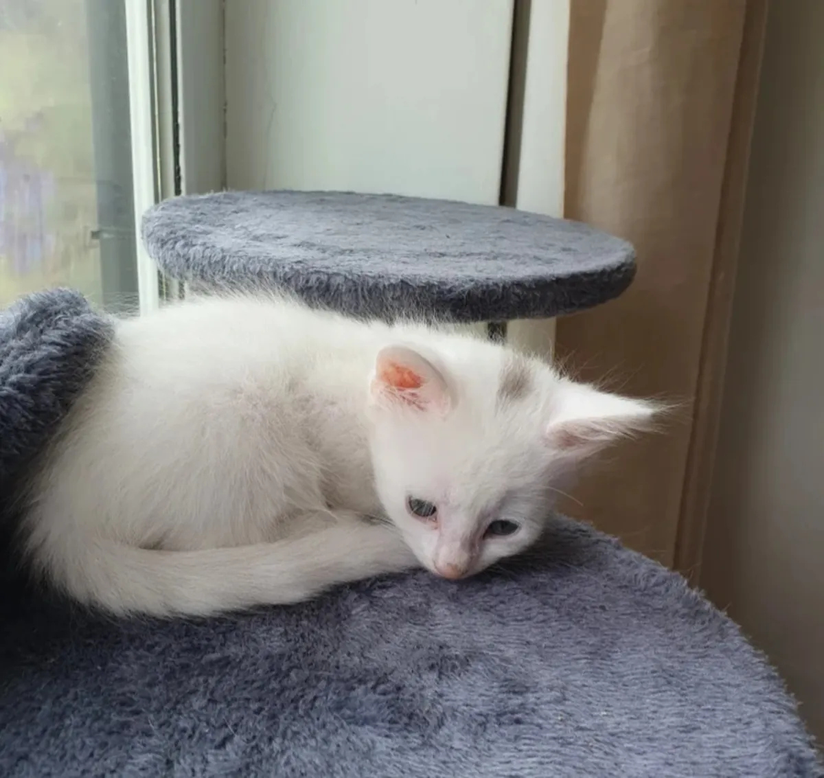 可爱的灰白相间小猫咪，戴着紫色项圈——正在寻找新家！