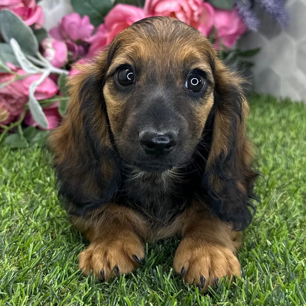 ¡Increíble Cachorrito Teckel Atigrado de Pelo Largo! 🌸🐶