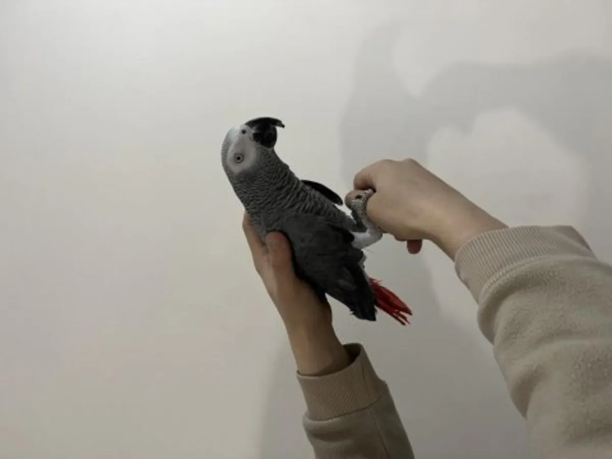 非洲灰鹦鹉寻找充满爱和耐心的家