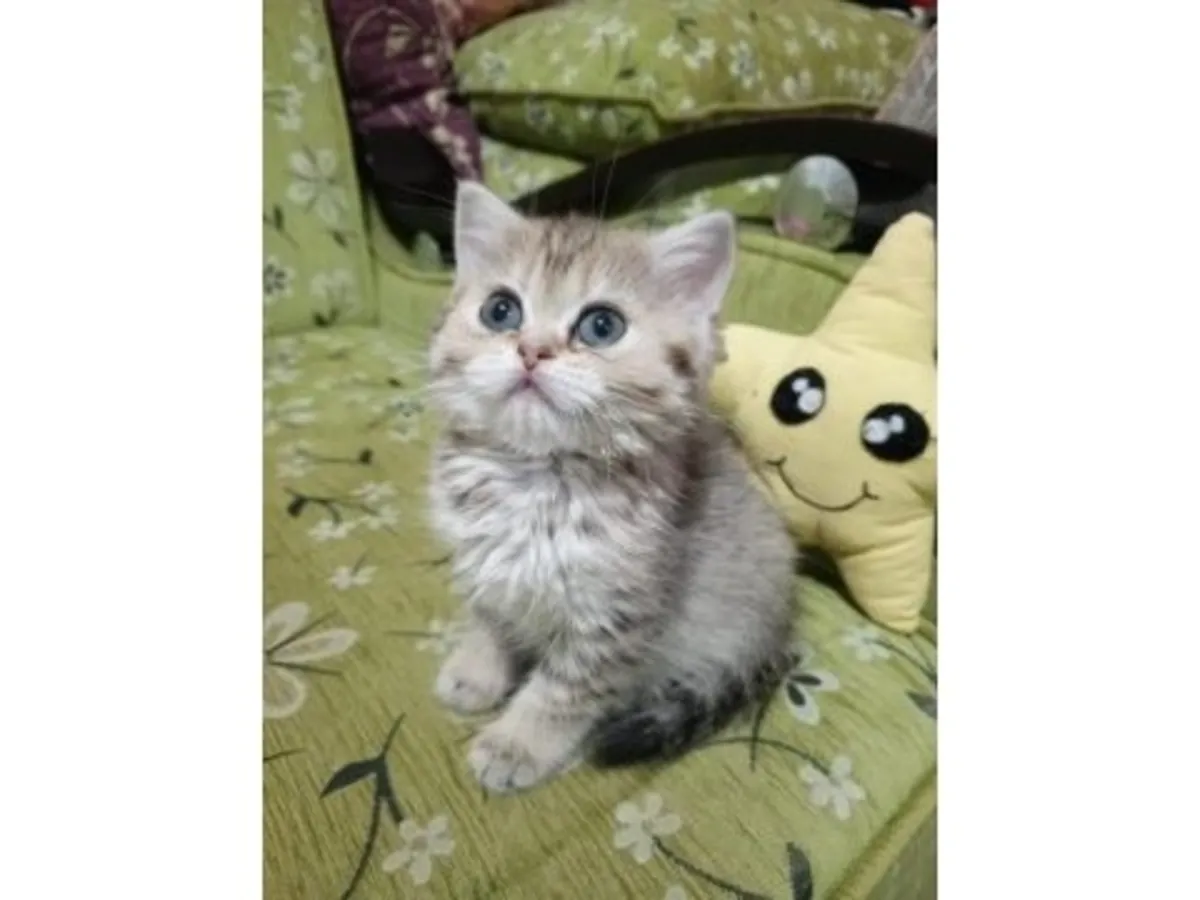 性格温顺的蓝色英国短毛猫待售