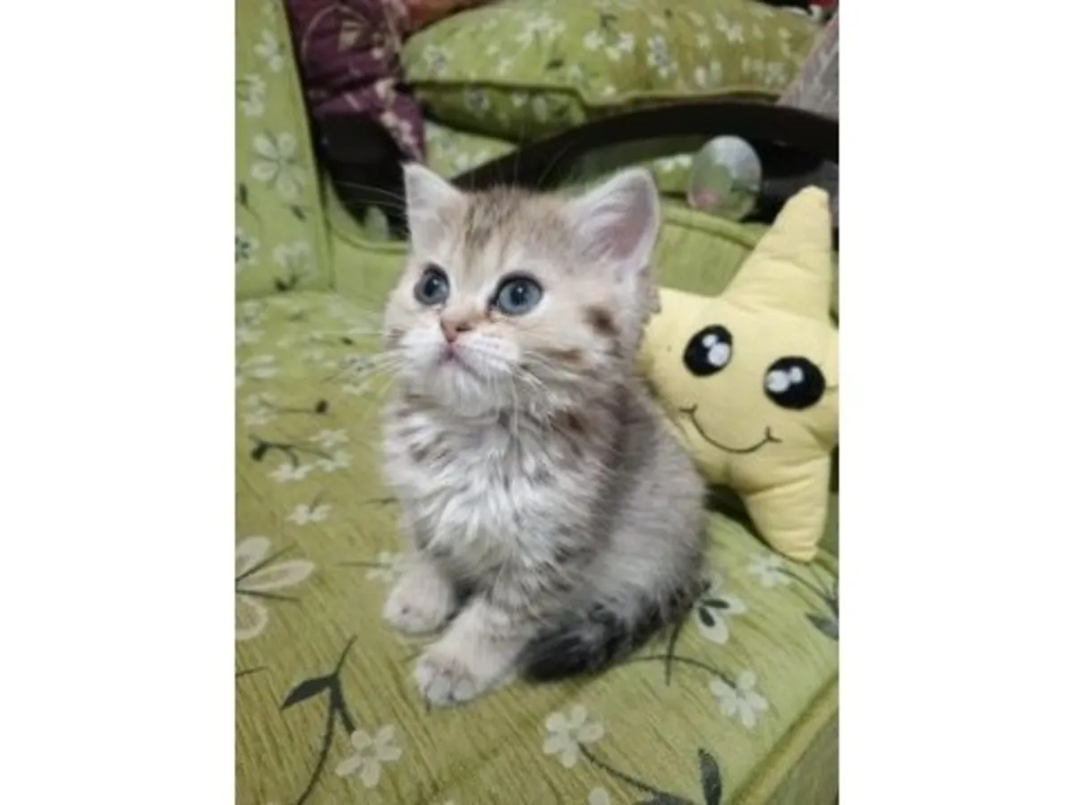 性格温顺的蓝色英国短毛猫待售