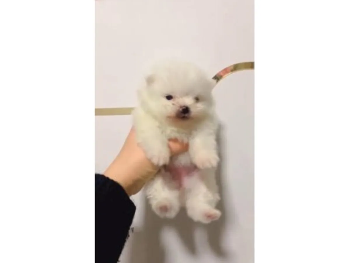 体型娇小、性格友善的白色雌性博美犬