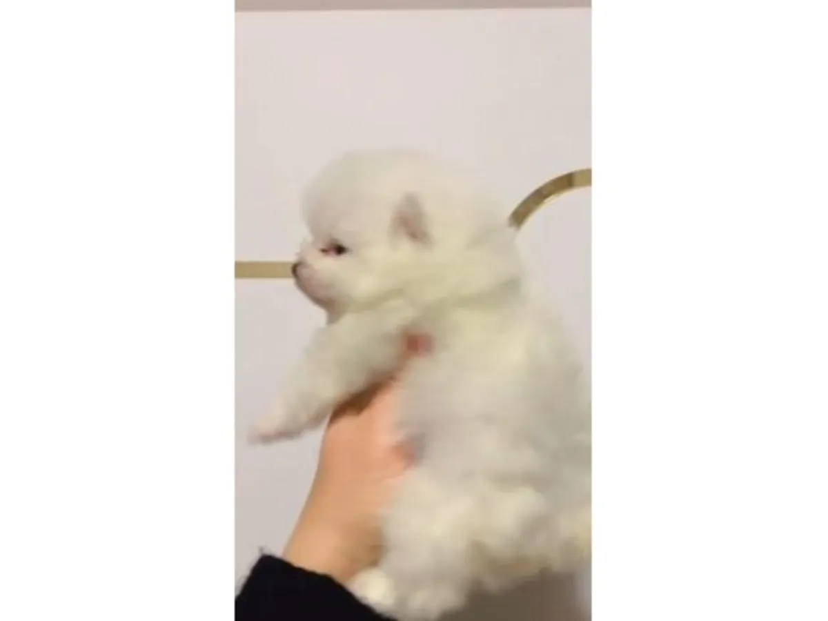 体型娇小、性格友善的白色雌性博美犬