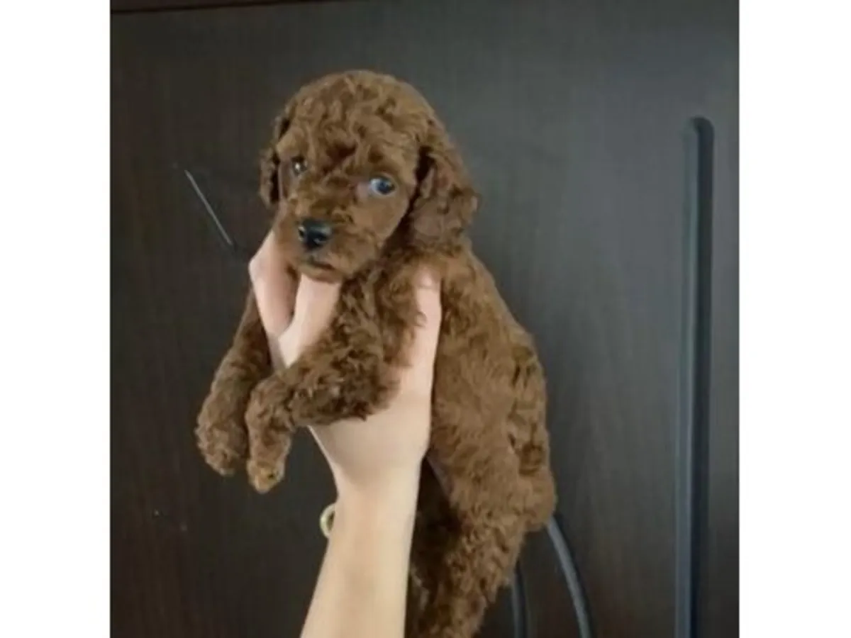 一只年轻的棕色贵宾犬待领养，希望找到负责任的领养人。