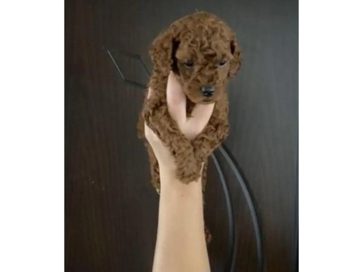 一只年轻的棕色贵宾犬待领养，希望找到负责任的领养人。