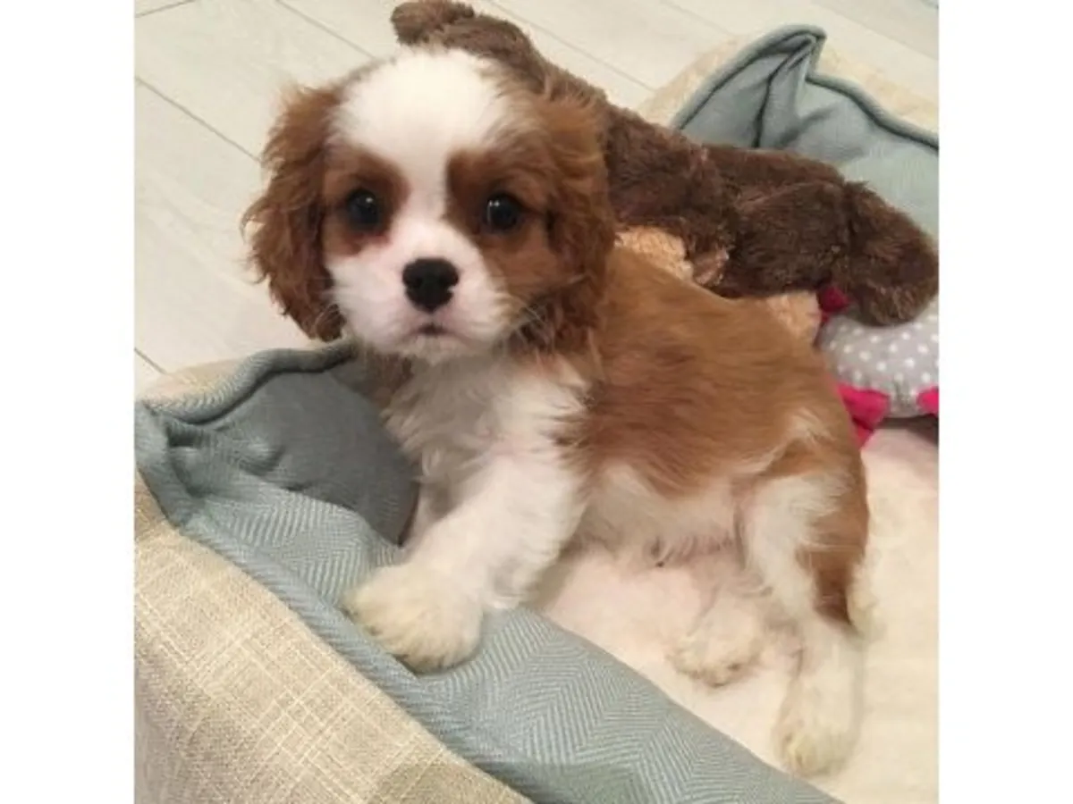 性格温顺且平衡的三色骑士查理王犬待售