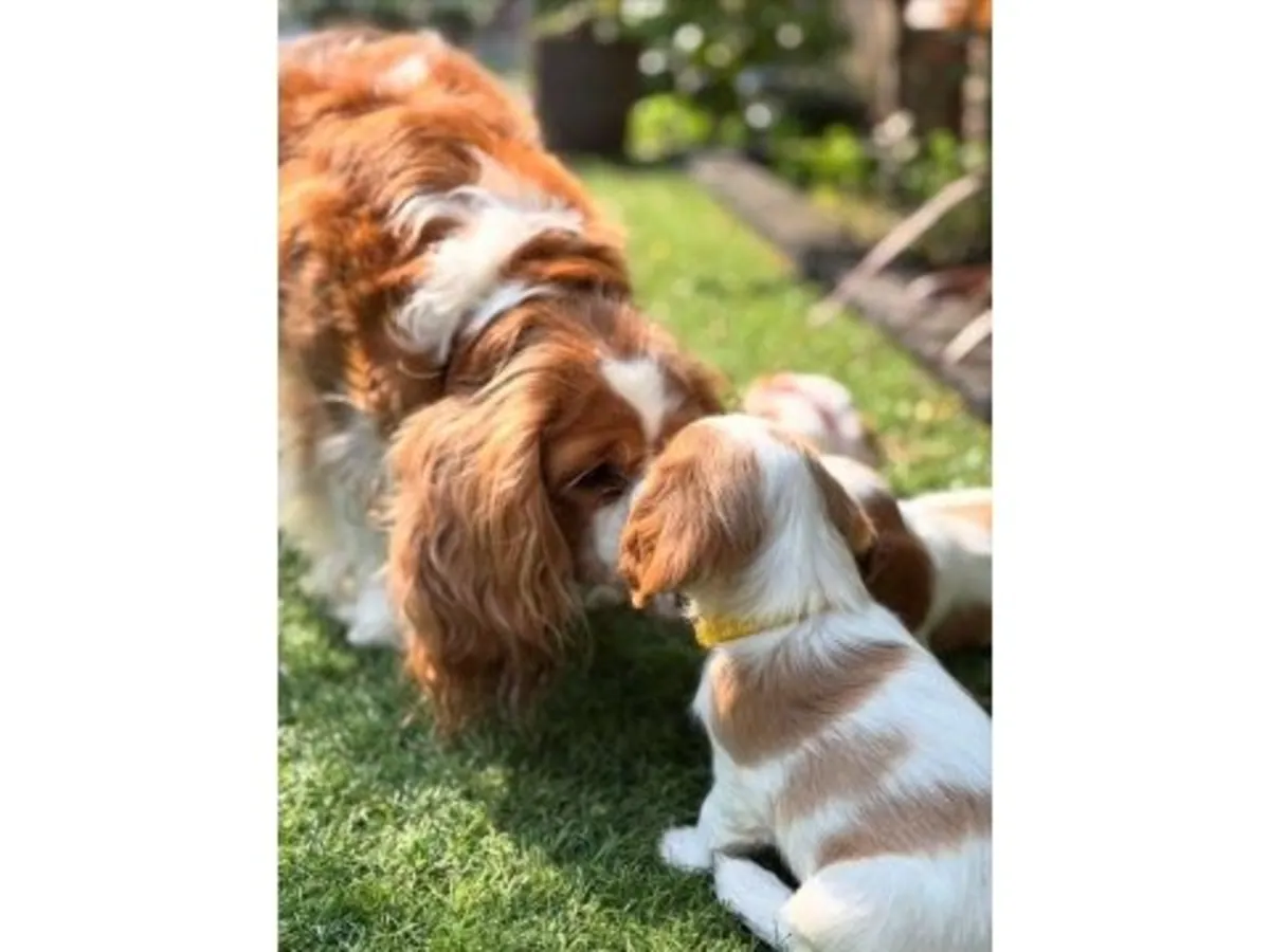 性格温顺且平衡的三色骑士查理王犬待售