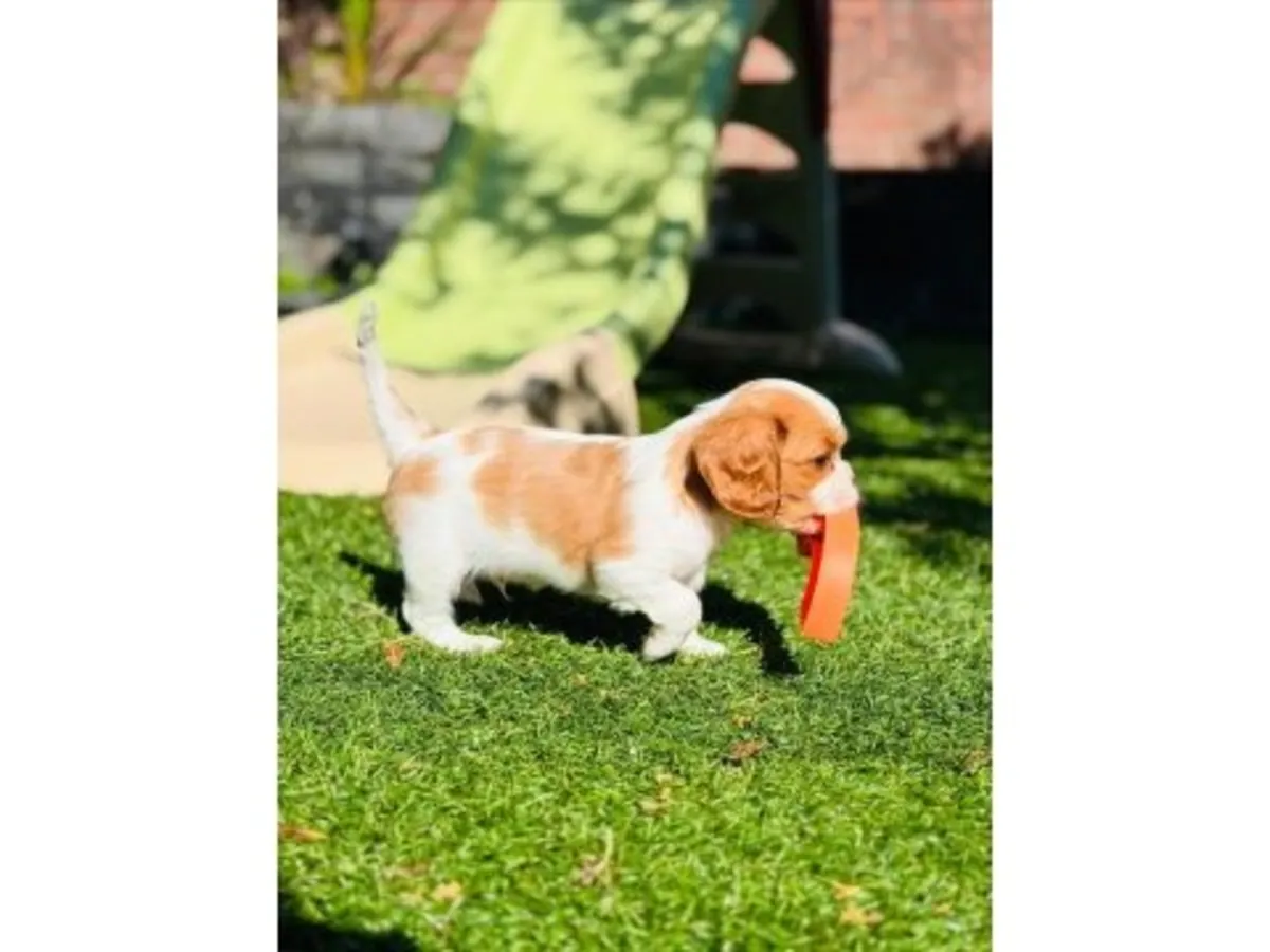 性格温顺且平衡的三色骑士查理王犬待售