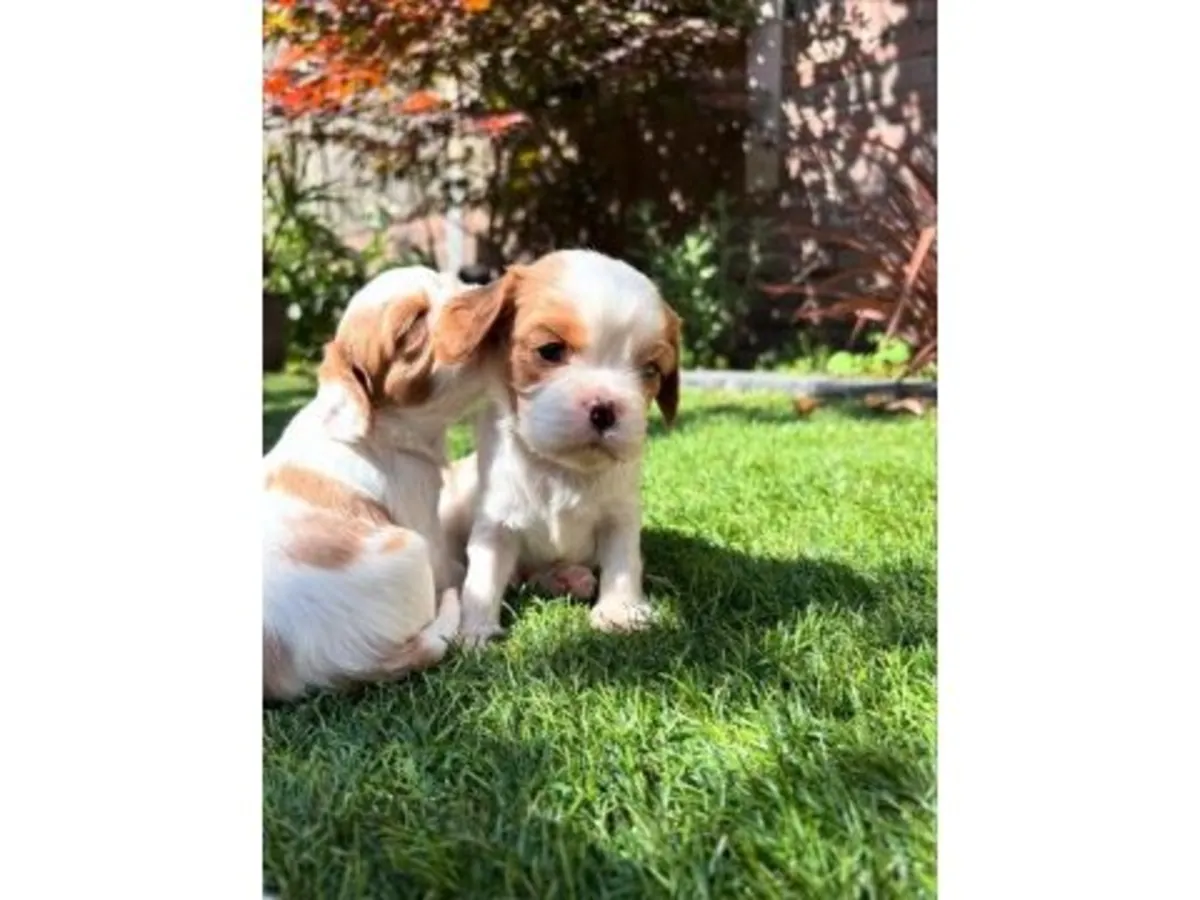 性格温顺且平衡的三色骑士查理王犬待售