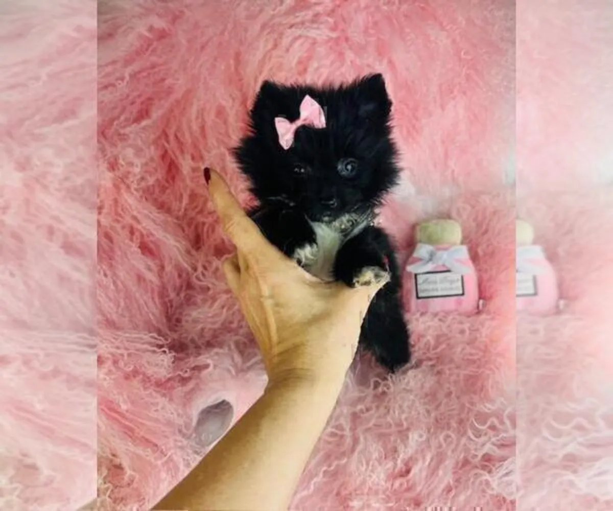 Pomeranian puppies