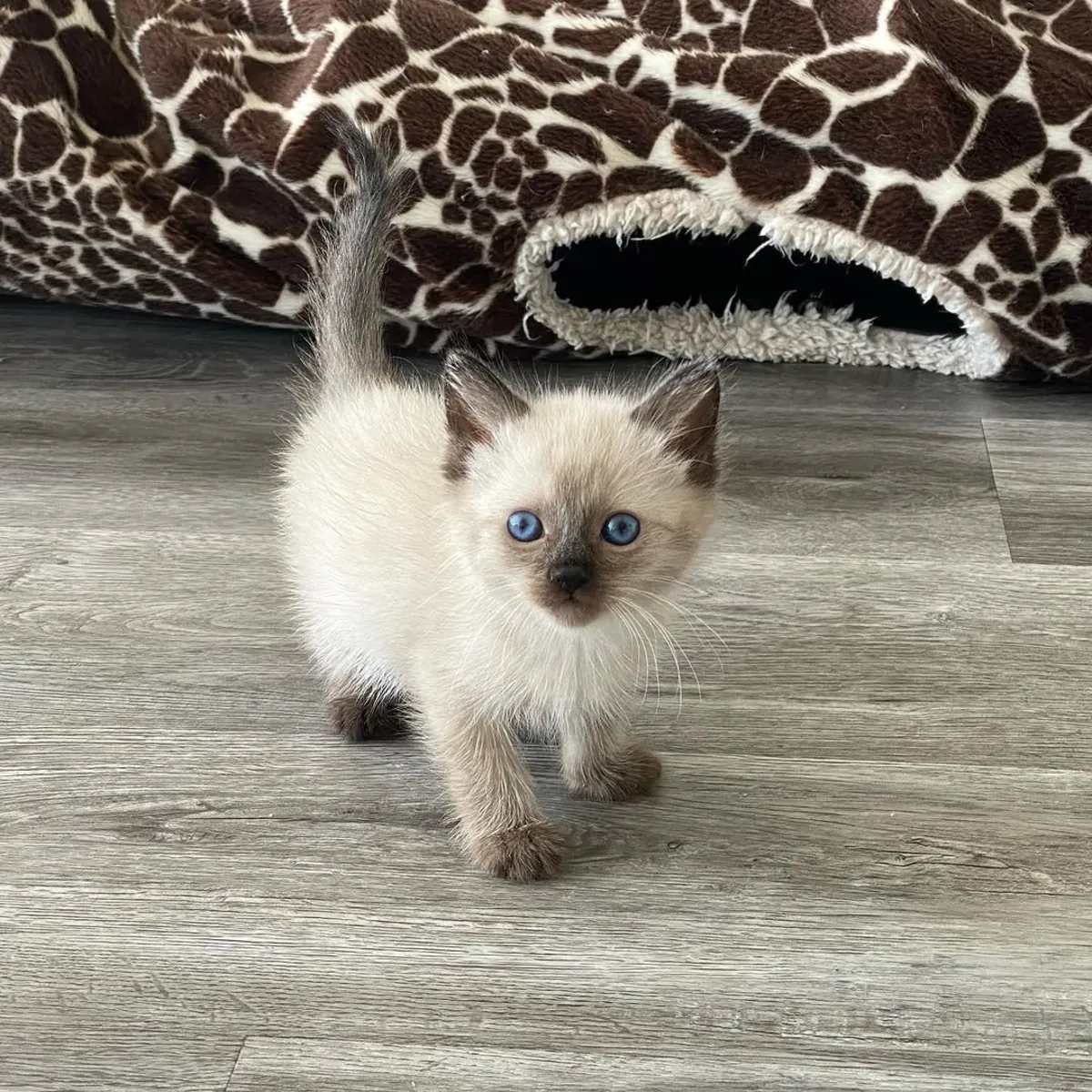 布偶猫幼崽