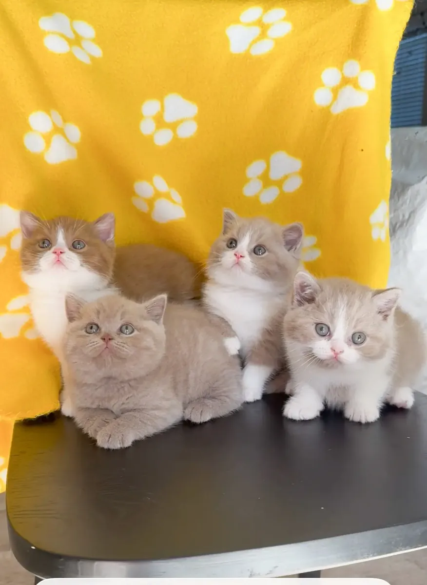 Beautiful British shorthair kittens 