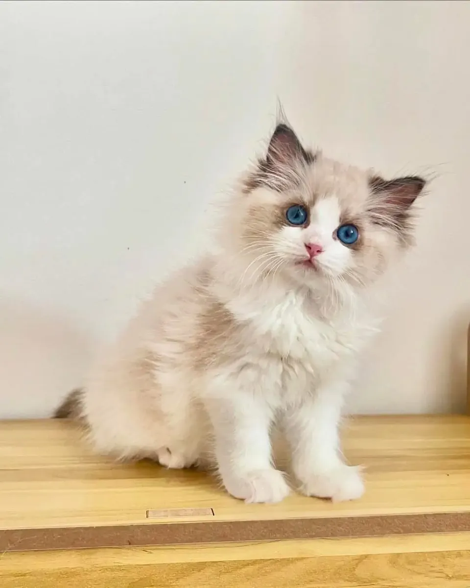 雄性和雌性布偶猫幼崽