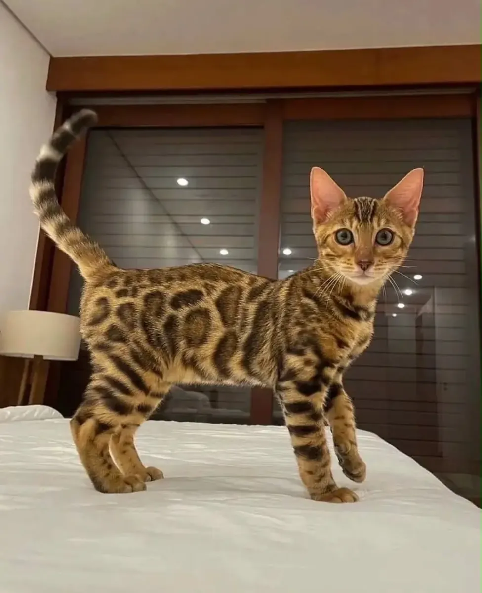 孟加拉小猫出售