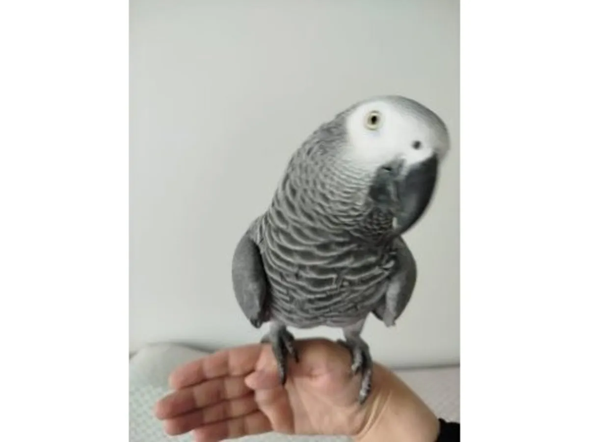 极其聪明的非洲灰鹦鹉，现寻找负责任的领养人。