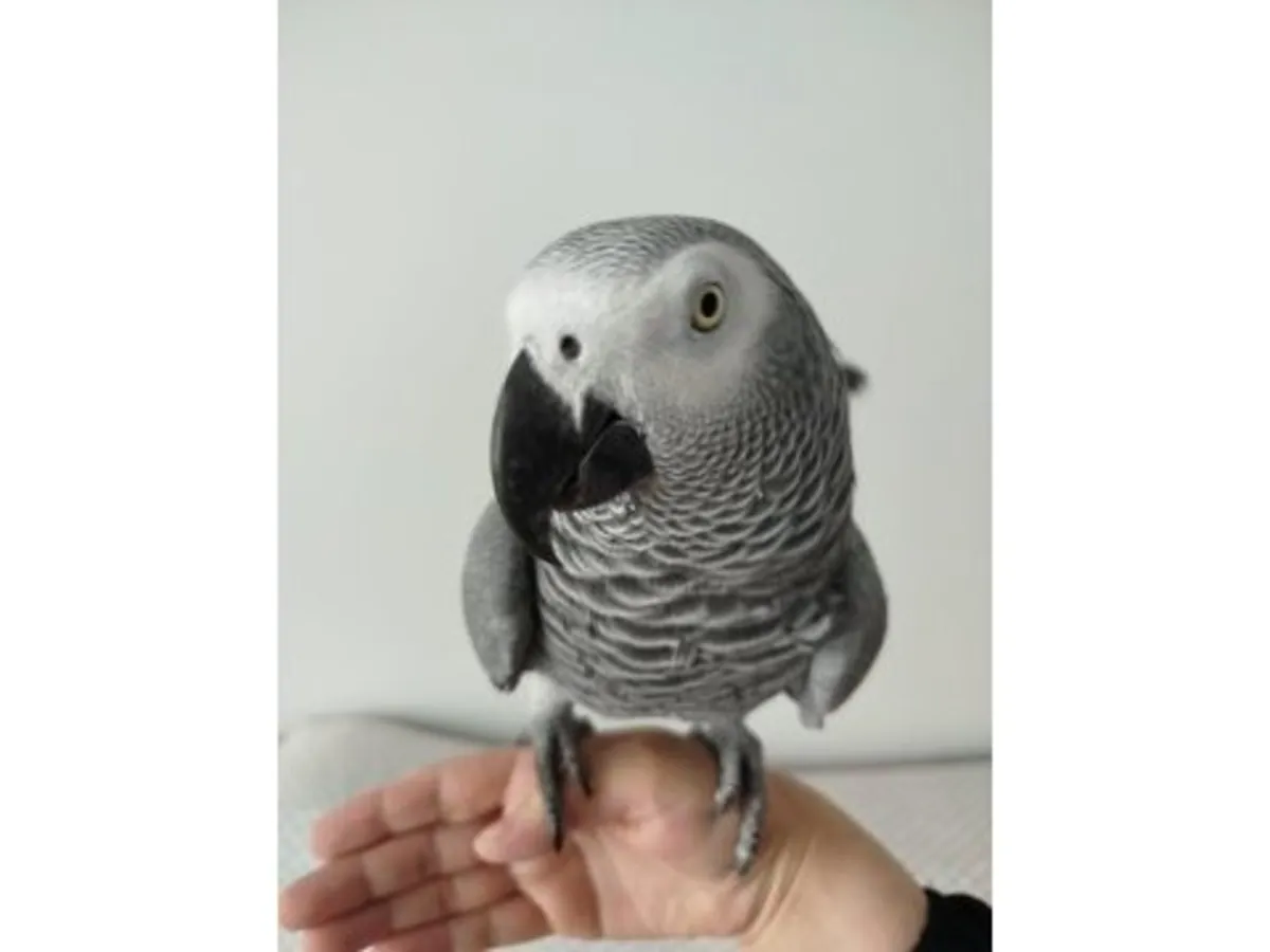 极其聪明的非洲灰鹦鹉，现寻找负责任的领养人。