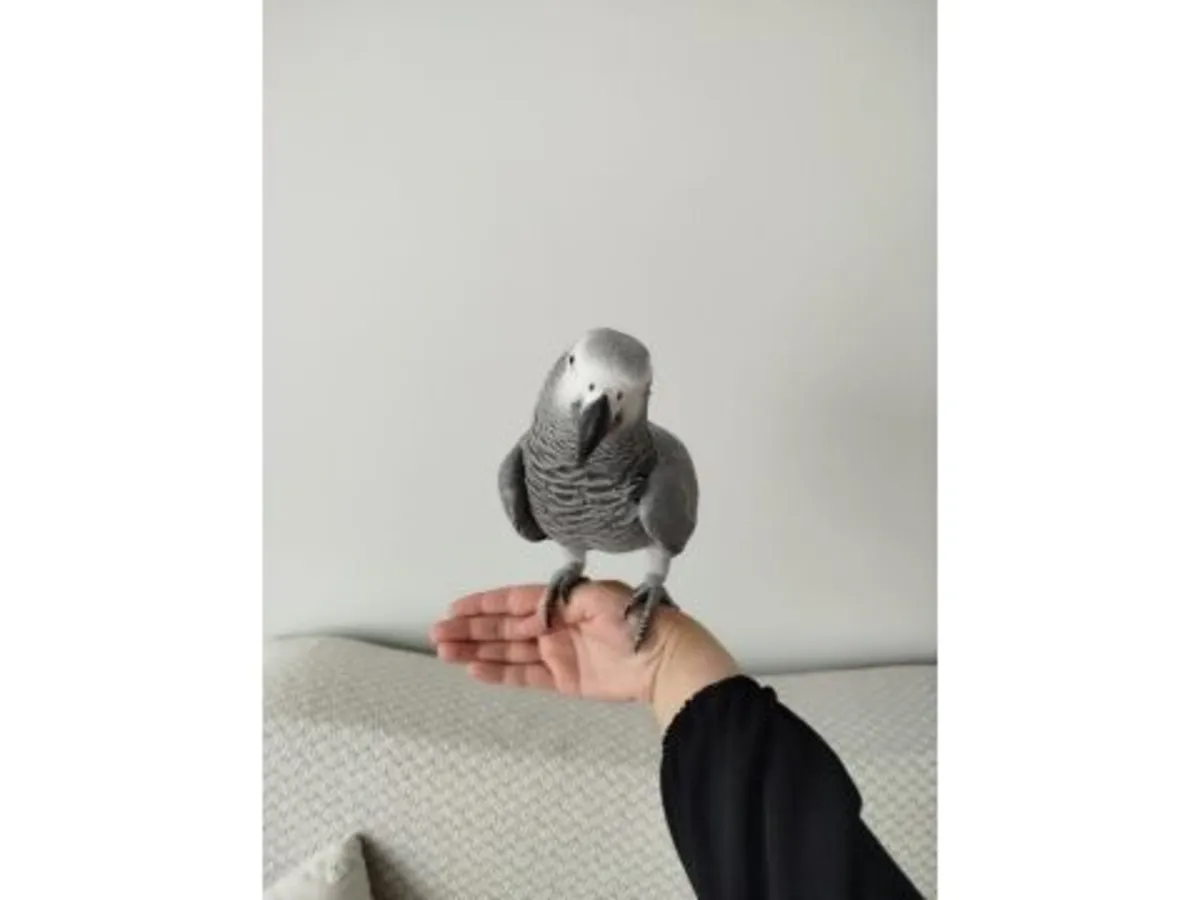 极其聪明的非洲灰鹦鹉，现寻找负责任的领养人。