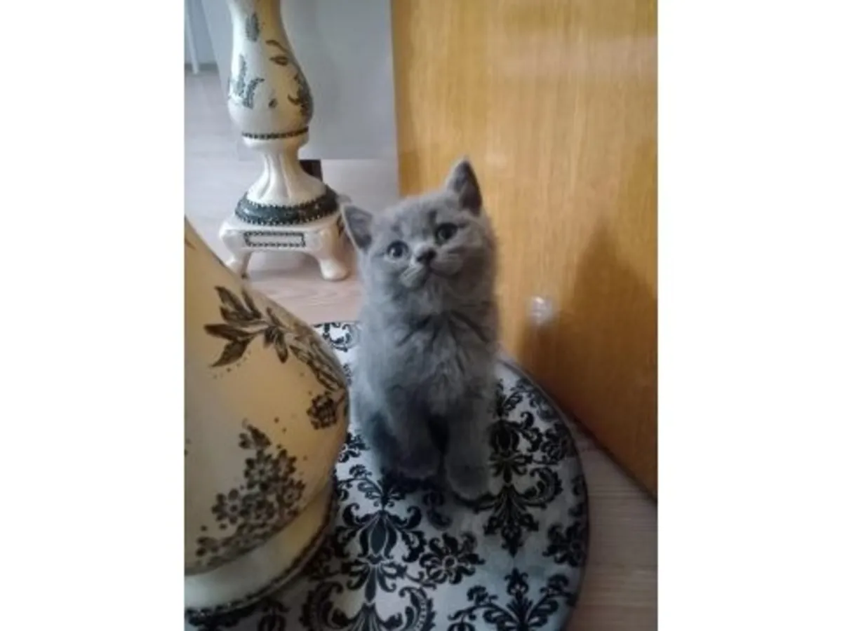 英国短毛猫，平静而平衡的蓝色，有售