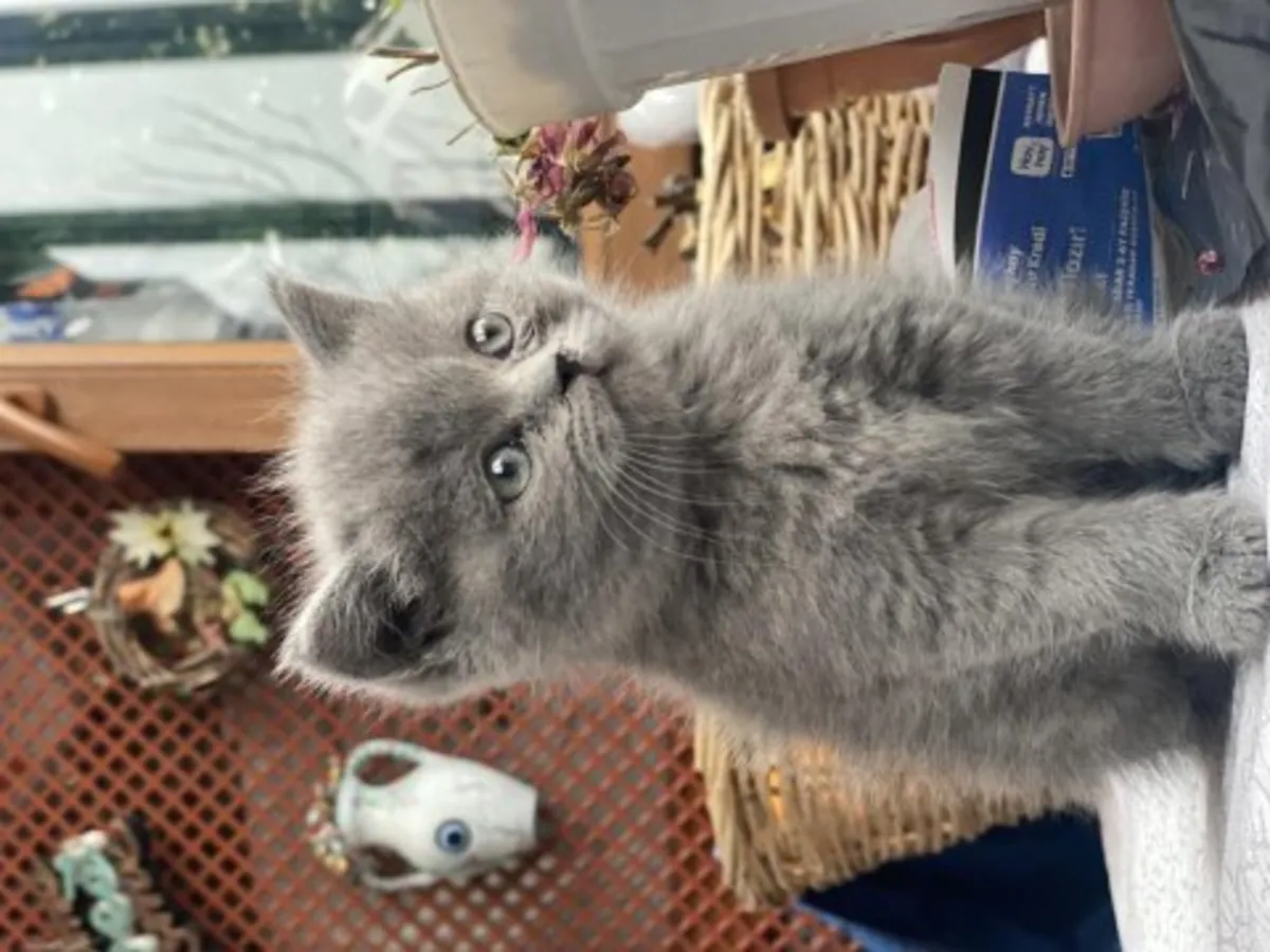 英国短毛猫，平静而平衡的蓝色，有售